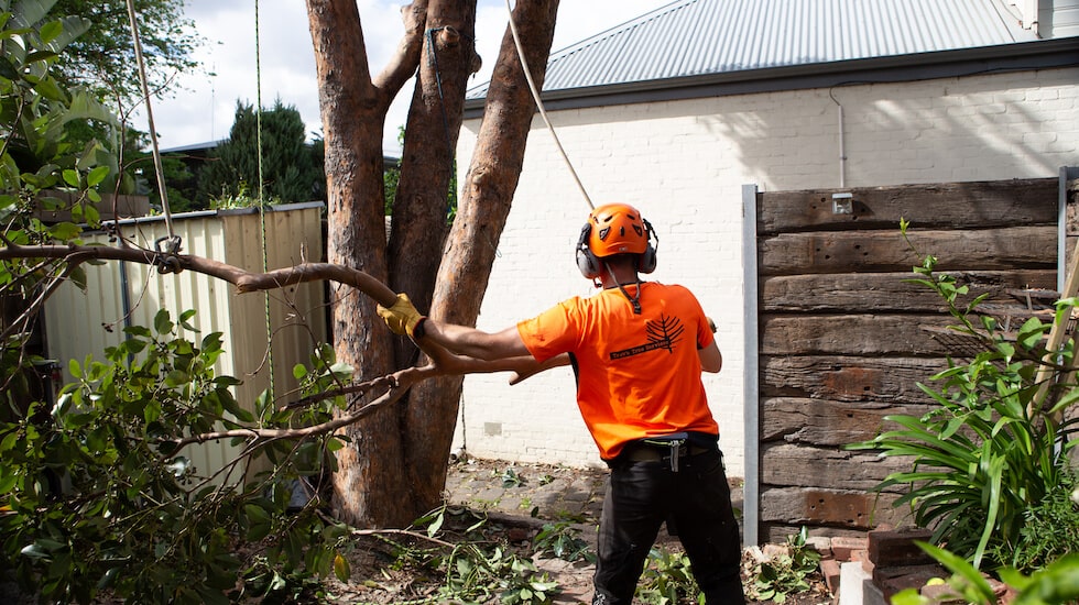 Does Home Insurance Cover Fallen Tree Removal? Trav’s Tree Services
